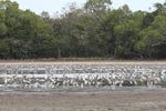 Notes on Field Trips Wilpattu National Park