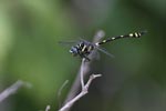 Notes on Field Trips Wilpattu National Park