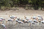 Notes on Field Trips Wilpattu National Park