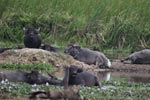 Notes on Field Trips Wilpattu National Park