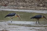 Notes on Field Trips Wilpattu National Park