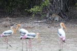 Notes on Field Trips Wilpattu National Park