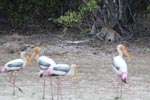 Notes on Field Trips Wilpattu National Park