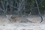 Notes on Field Trips Wilpattu National Park