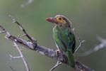 Notes on Field Trips Wilpattu National Park