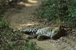 Notes on Field Trips Wilpattu National Park