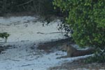 Notes on Field Trips Wilpattu National Park