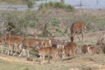 Wilpattu National ParkPark 29th – 30th June 2019