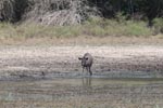 Wilpattu National ParkPark 29th – 30th June 2019