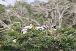 Wilpattu National Park 29th to 30th June 2024