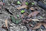 Wilpattu National Park 29th to 30th June 2024