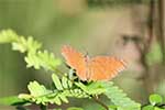 Wilpattu National Park 29th to 30th June 2024