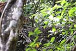 Wilpattu National Park 29th to 30th June 2024