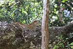 Wilpattu National Park 29th to 30th June 2024