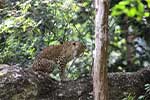 Wilpattu National Park 29th to 30th June 2024