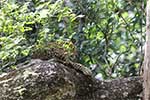 Wilpattu National Park 29th to 30th June 2024