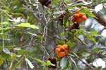 Wilpattu National Park 29th to 30th June 2024