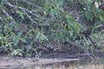 Wilpattu National Park 29th to 30th June 2024