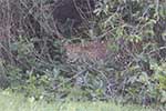 Wilpattu National Park 29th to 30th June 2024