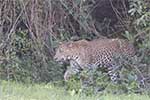 Wilpattu National Park 29th to 30th June 2024