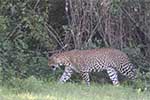 Wilpattu National Park 29th to 30th June 2024