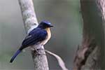 Wilpattu National Park 29th to 30th June 2024