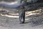 Wilpattu National Park 29th to 30th June 2024