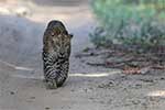 Wilpattu National Park 29th to 30th June