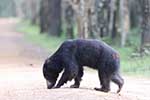 Wilpattu National Park 29th to 30th June 2024