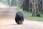 Wilpattu National Park 29th to 30th June