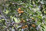 Wilpattu National Park 29th to 30th June 2024