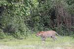 Wilpattu National Park 29th to 30th June 2024