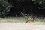 Wilpattu National Park 29th to 30th June 2024