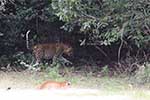 Wilpattu National Park 29th to 30th June 2024