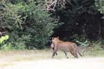 Wilpattu National Park 29th to 30th June 2024