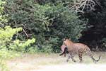 Wilpattu National Park 29th to 30th June 2024