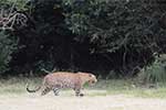 Wilpattu National Park 29th to 30th June 2024
