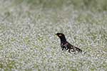Wilpattu National Park 29th to 30th June 2024