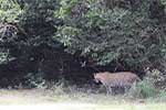 Wilpattu National Park 29th to 30th June 2024