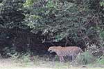 Wilpattu National Park 29th to 30th June 2024