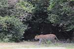 Wilpattu National Park 29th to 30th June 2024