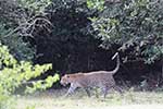 Wilpattu National Park 29th to 30th June 2024