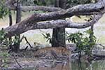 Wilpattu National Park 29th to 30th June 2024