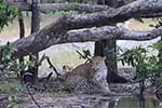 Wilpattu National Park 29th to 30th June 2024