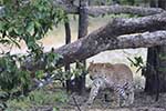 Wilpattu National Park 29th to 30th June 2024