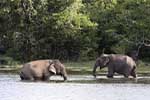Wilpattu National Park 29th to 30th June 2024