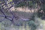 Wilpattu National Park 29th to 30th June 2024