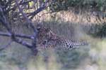 Wilpattu National Park 29th to 30th June 2024