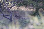 Wilpattu National Park 29th to 30th June 2024