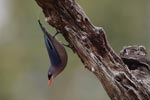 Wilpattu National Park 29th December 2022